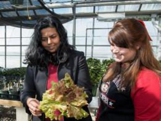 Picture of Greenhouse Basics Workshop